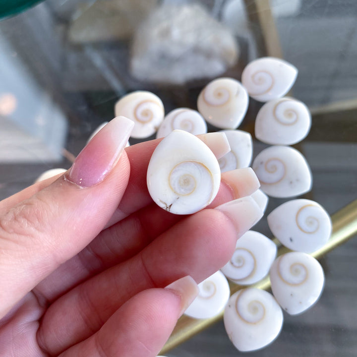 B Quality Shiva Eye Shell