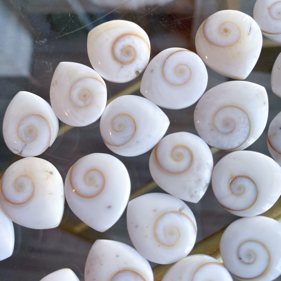 B Quality Shiva Eye Shell