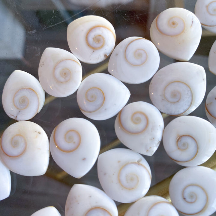 B Quality Shiva Eye Shell