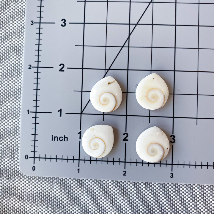 B Quality Shiva Eye Shell