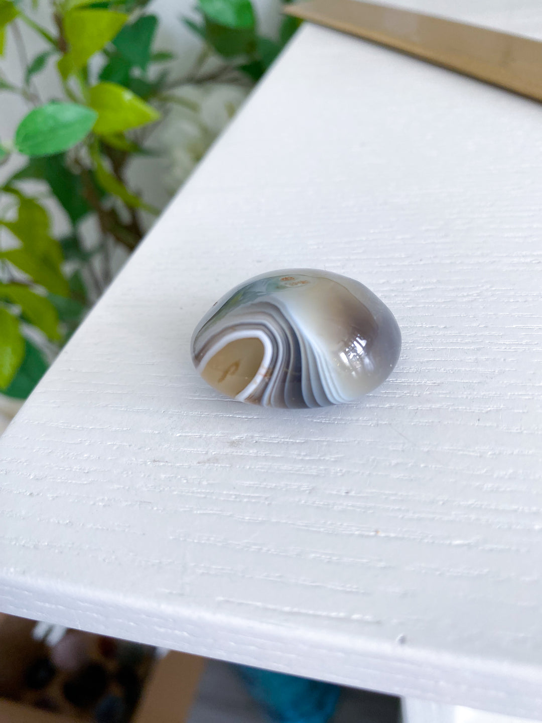 Clam Shape Botswana Agate Pebble - Exact Piece Ships