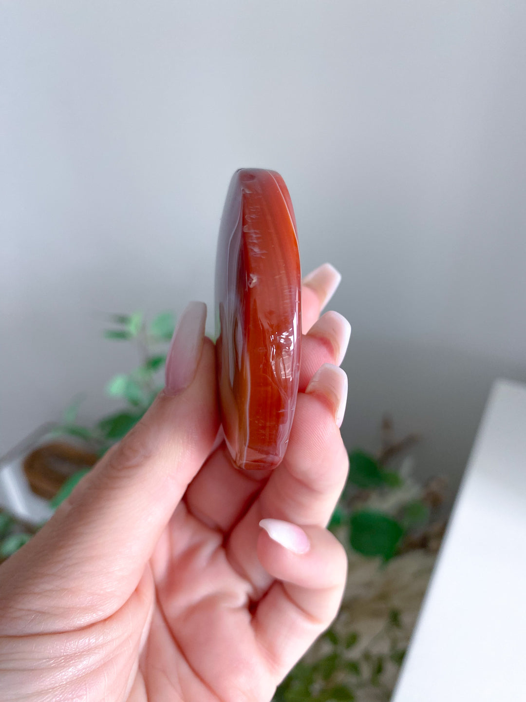 Carnelian Palm 