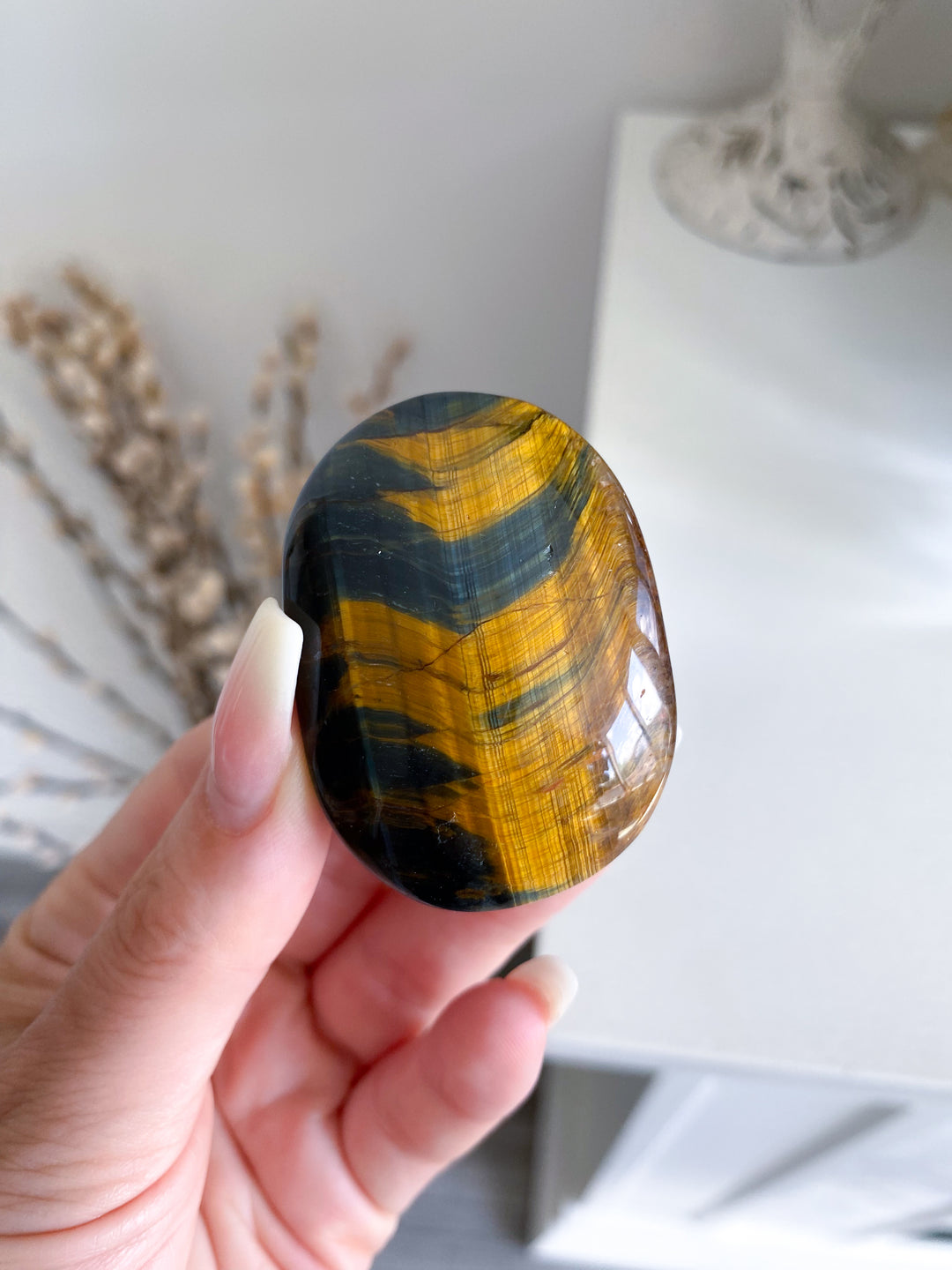 Blue Tigers Eye Palm #4