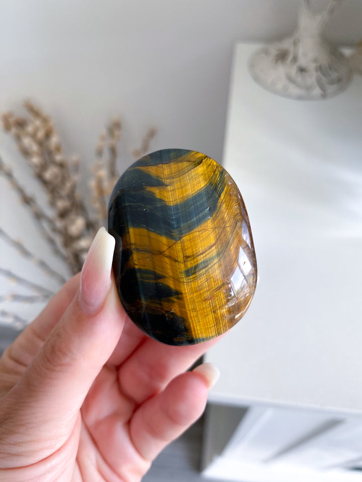 Blue Tigers Eye Palm #4