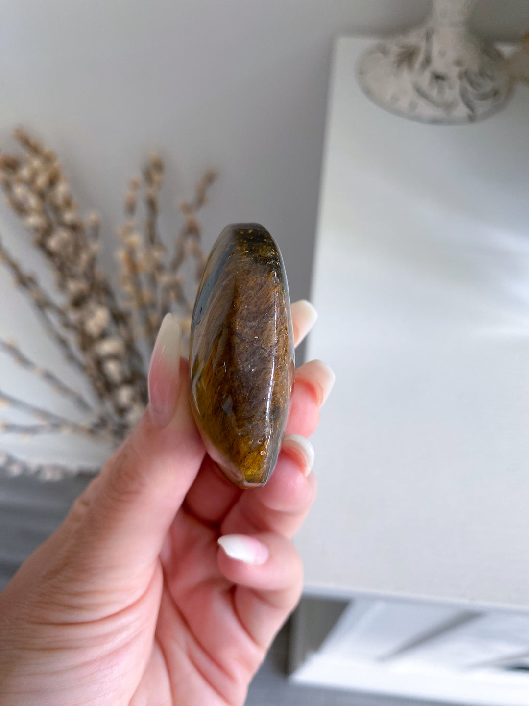 Blue Tigers Eye Palm #4