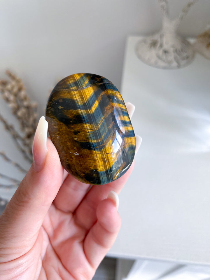 Blue Tigers Eye Palm #4