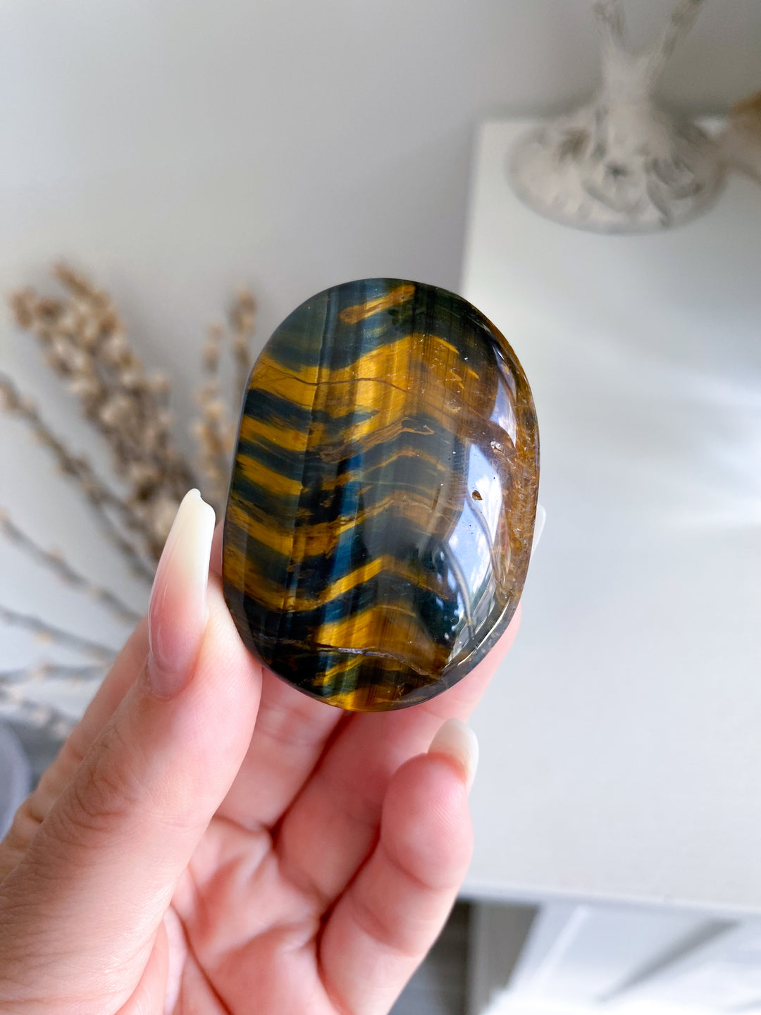 Blue Tigers Eye Palm #4