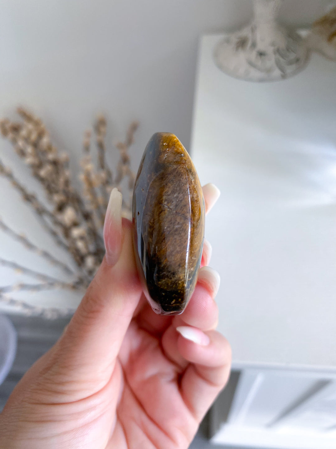 Blue Tigers Eye Palm #4