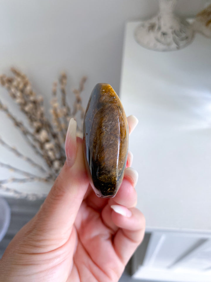 Blue Tigers Eye Palm #4