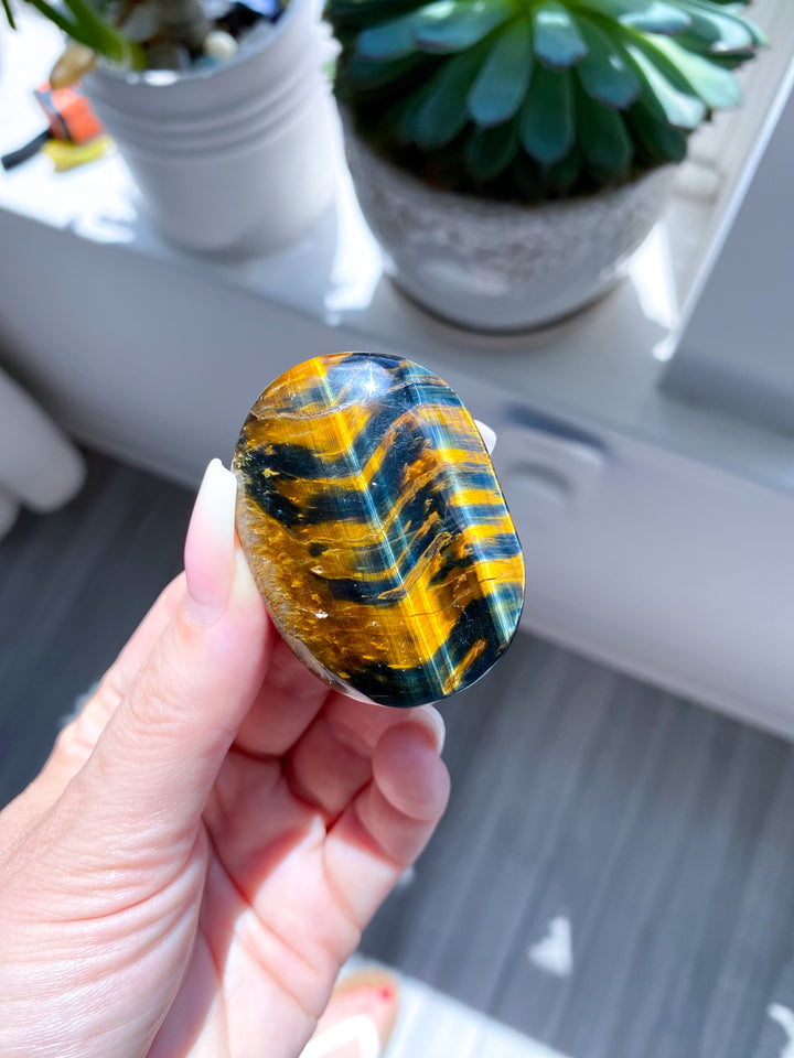 Blue Tigers Eye Palm #4