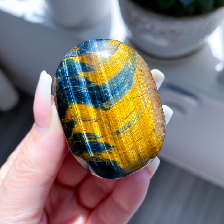 Blue Tigers Eye Palm #4