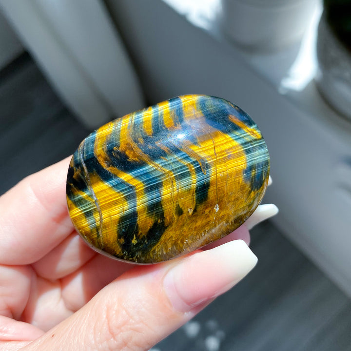 Blue Tigers Eye Palm #4