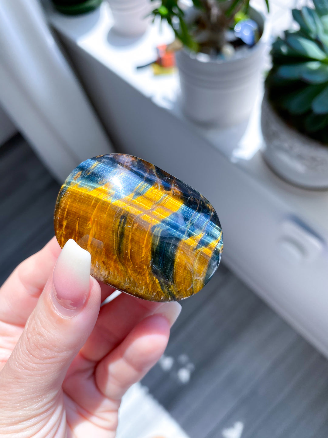 Blue Tigers Eye Palm #4