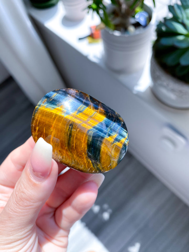 Blue Tigers Eye Palm #4