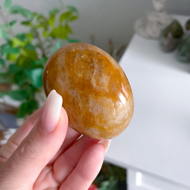 Gentle Golden Healer Palm 