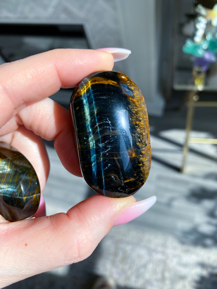 Blue Tiger Eye Palm