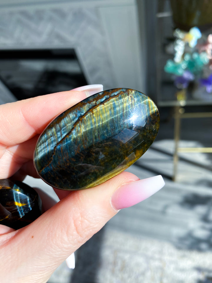 Blue Tiger Eye Palm