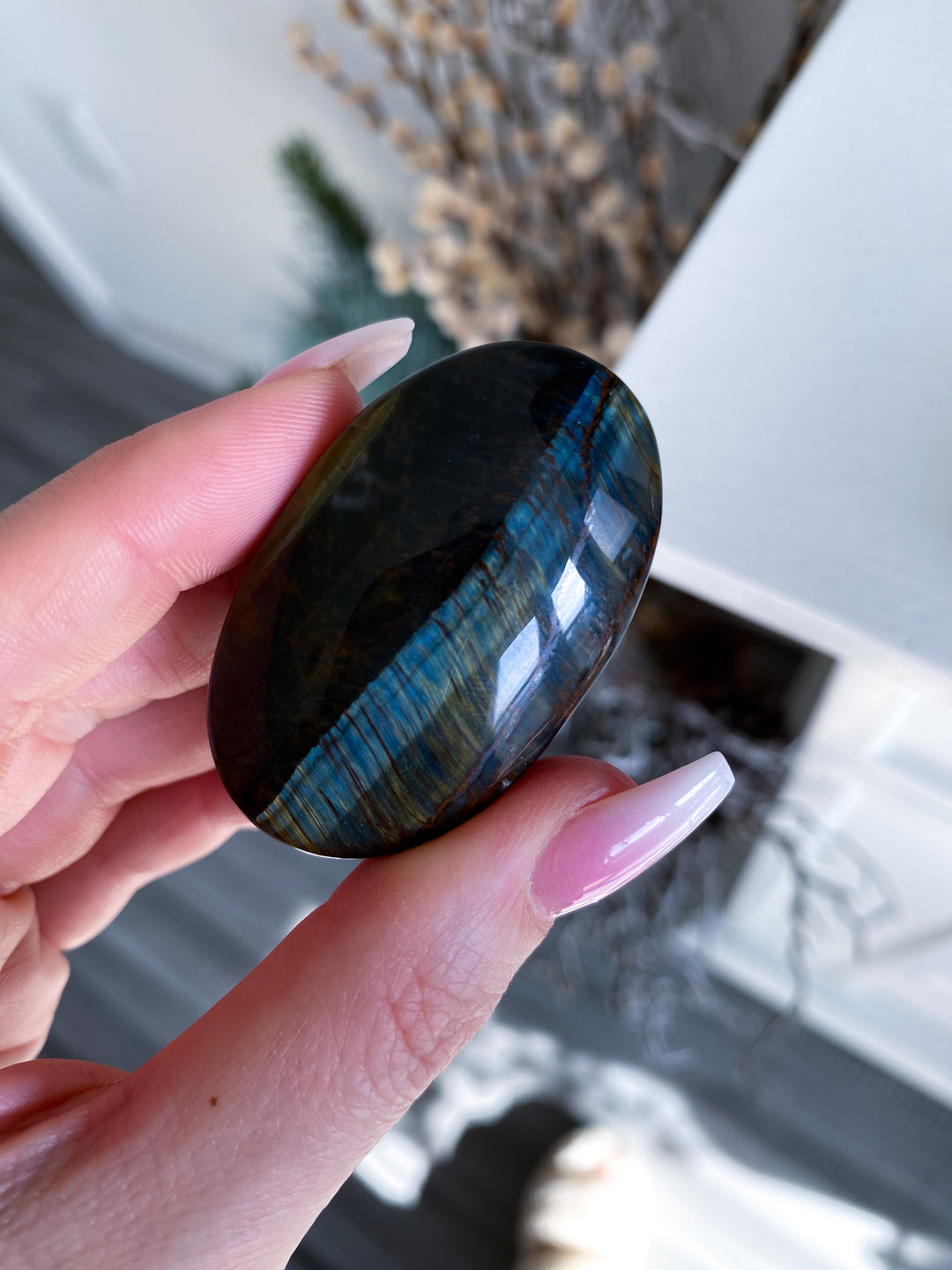 Blue Tiger Eye Palm