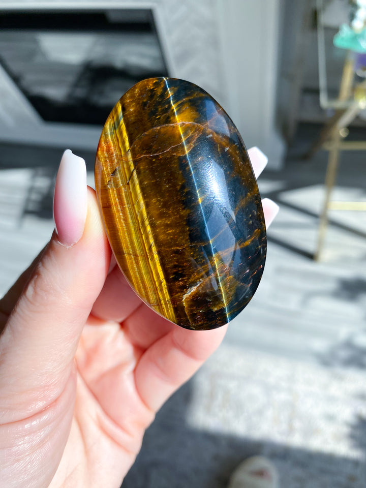Blue Tiger Eye Palm