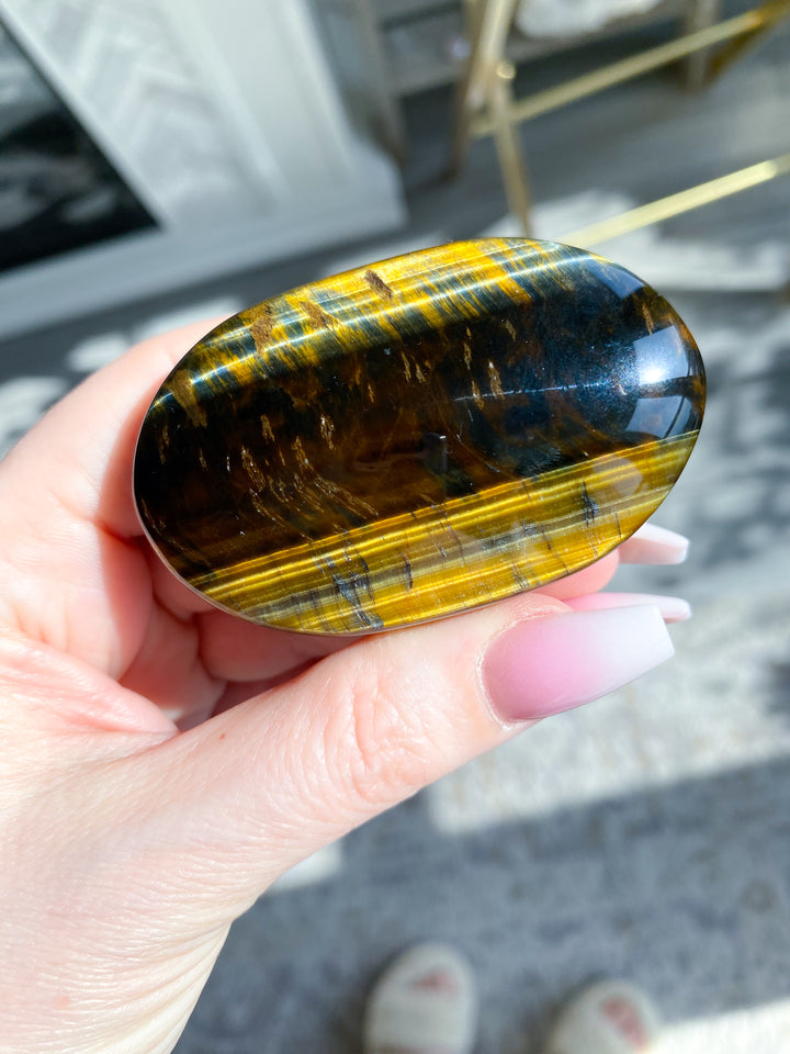 Blue Tiger Eye Palm