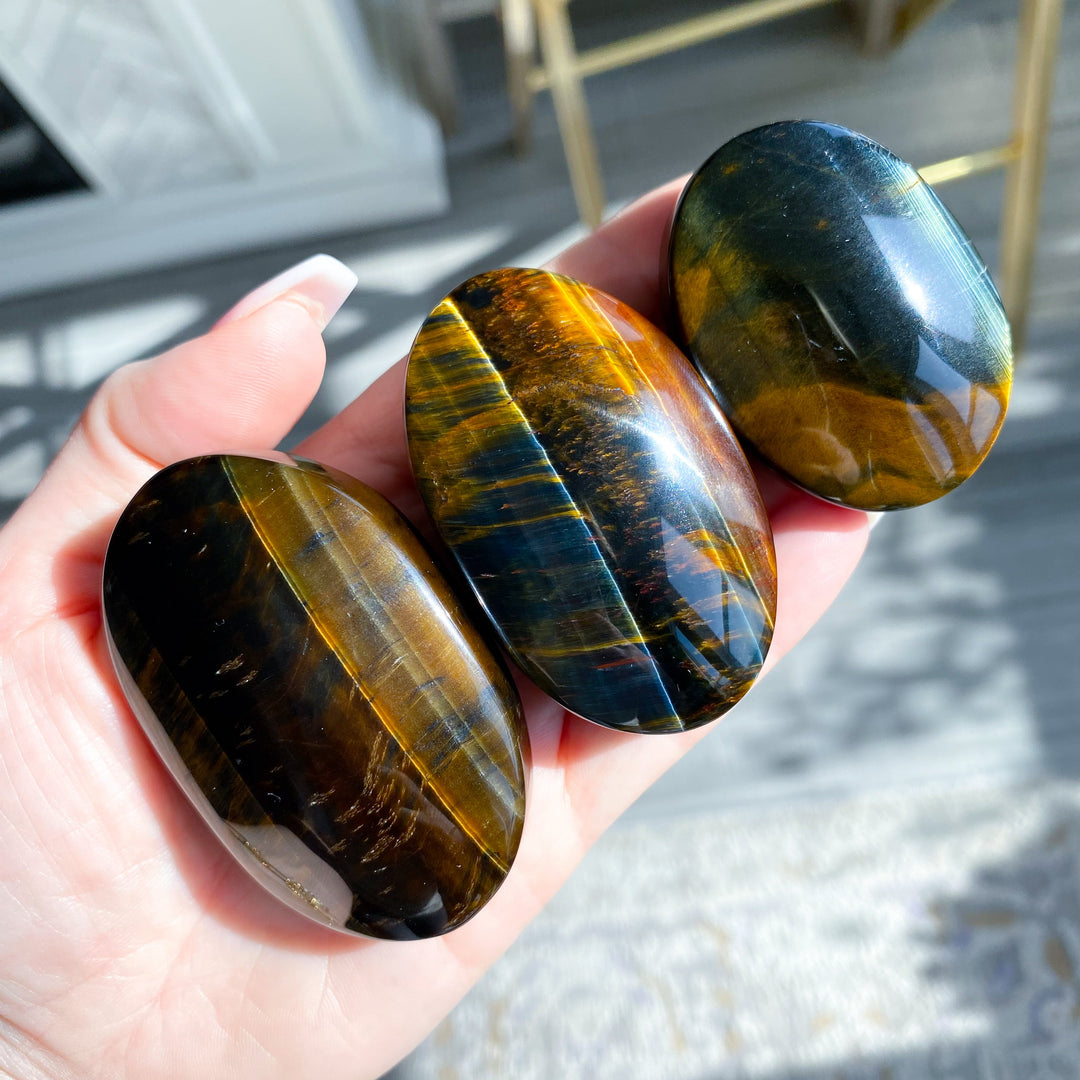 Blue Tiger Eye Palm