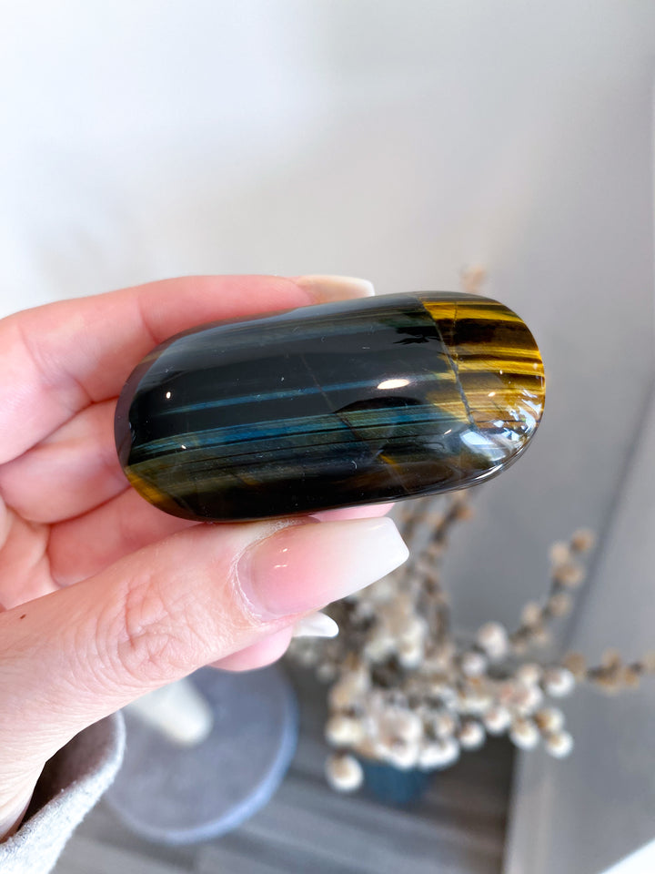Small Blue Tigers Eye Palm