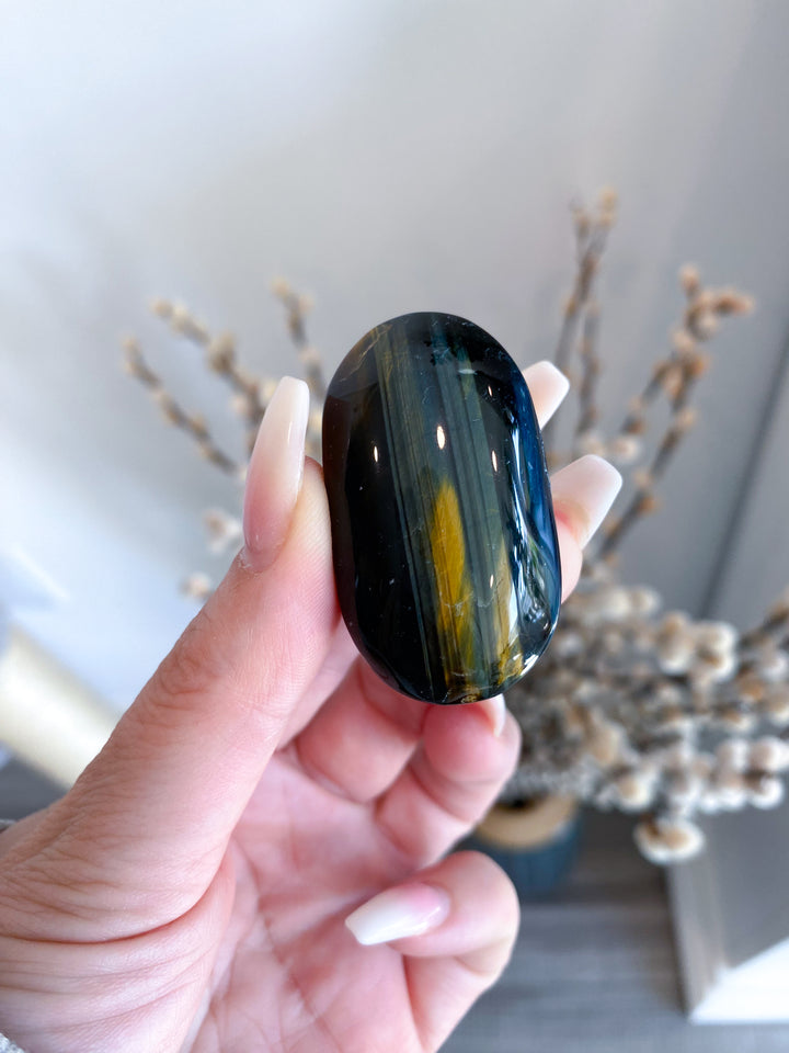 Small Blue Tigers Eye Palm