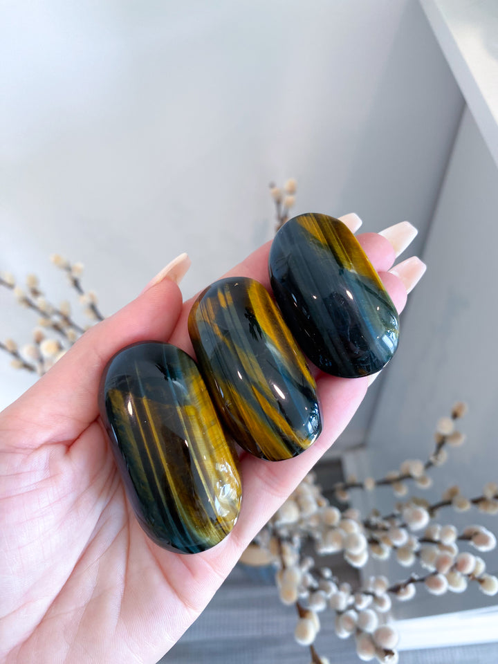 Small Blue Tigers Eye Palm