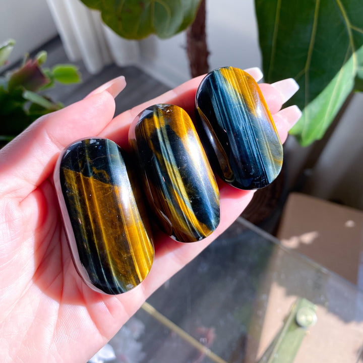 Small Blue Tigers Eye Palm