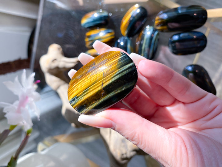 Small Blue Tigers Eye Palm