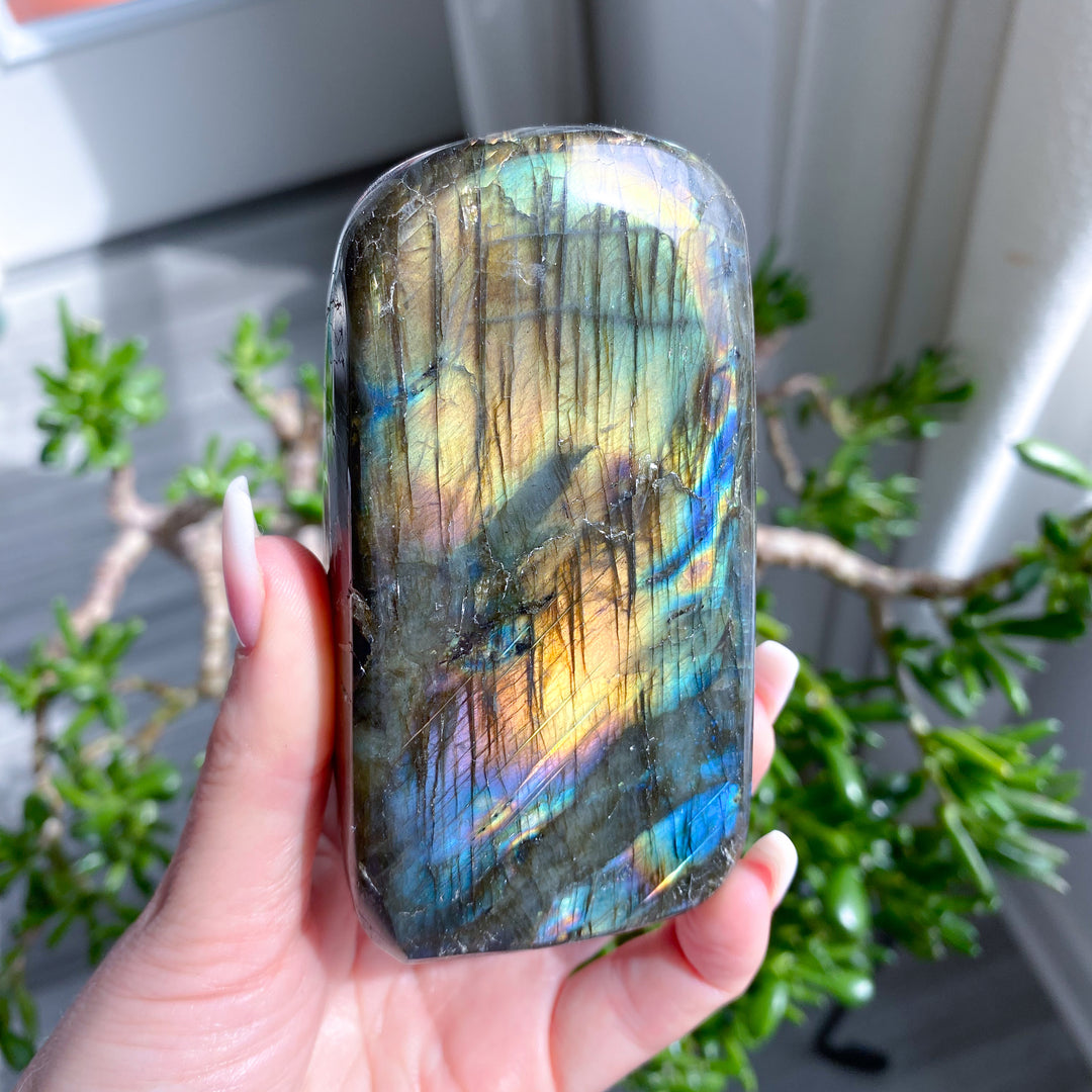 Hand holding a labradorite crystal with a reflective, multicolored surface against a blurred indoor background.