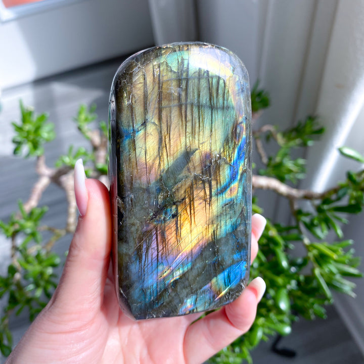 Hand holding a labradorite crystal with a reflective, multicolored surface against a blurred indoor background.