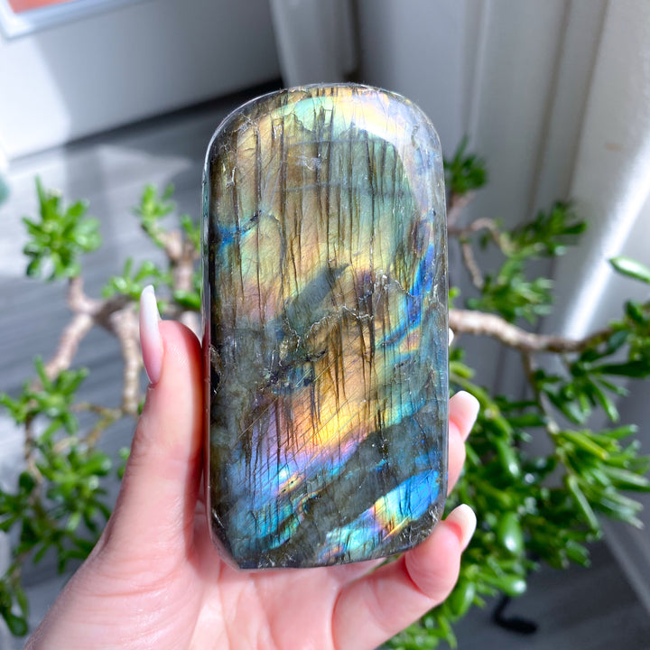 Hand holding a colorful labradorite crystal with plants in the background