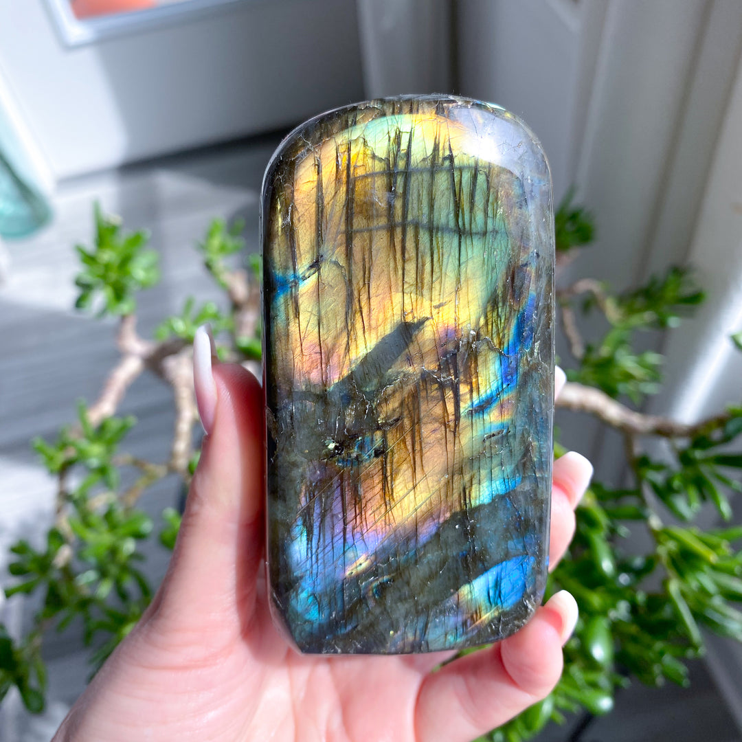 Hand holding a labradorite crystal with a colorful, iridescent surface against a blurred indoor background.