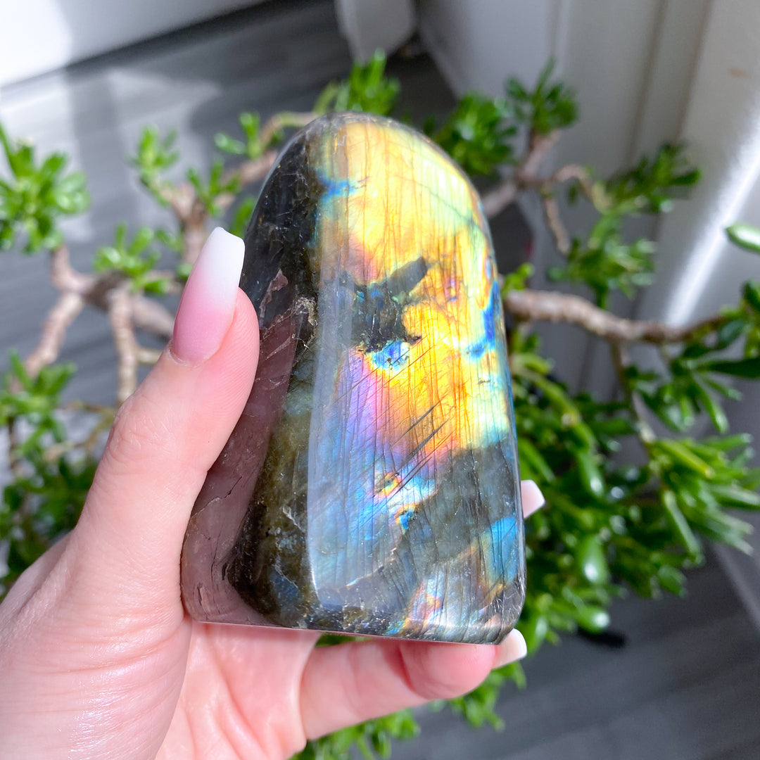 Hand holding a colorful labradorite crystal with a blurred green plant background
