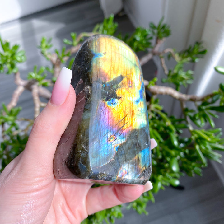 Hand holding a colorful labradorite crystal with a blurred green plant background